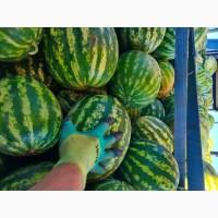 Продам кавун оптом