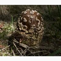 Куплю мухомор Королівський