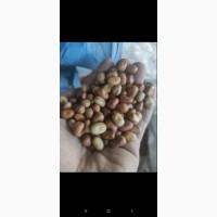 Продаж насіння кінський біб