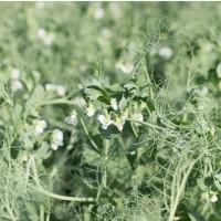 Горох ярий Есо 2р