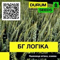 Насіння пшениці Durum Seeds. Сорт БГ Логіка - Оригінатор Biogranum (Сербія)