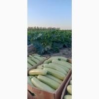 Продам КАБАЧКИ з поля
