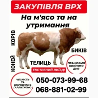 Закуповуємо врх на м#039;ясо та на тримання. корови. коні. бички.телиці.телята