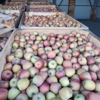 Продам яблука Фуджі