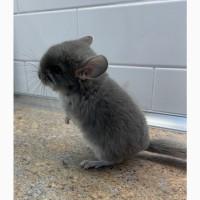 Шиншилла фиолетовая 100% ангора, девочка