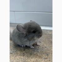 Шиншилла фиолетовая 100% ангора, девочка