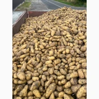 Картопля Товарна лише Гурт від 1 тонни, Якість з ПДВ