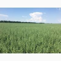 Овес посівний (ярий) Нептун, перша репродукція