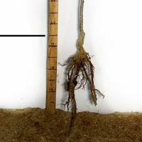 Саджанці сливи Амерс - 1-річний