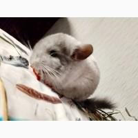 Грызун шиншилла
