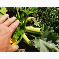 Продам кабачки сорт Ангеліна