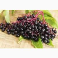 Куплю бузину – Бориспіль | Закупка бузины от 5 тонн в Борисполе