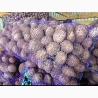 Купуємо картоплю гуртом по Україні / Прийом від 10 тонн