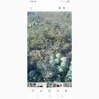 Продам кавун