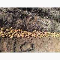 Картопля другого сорту, продаж гуртом від 10 тонн