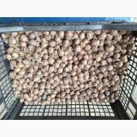 Продам часник