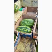 Продам кавун, 2 різних сорти