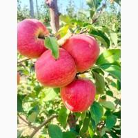 Продам яблука гарної якості