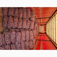 Продам картоплю від населення від 3 до 25 тон