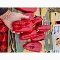 Продам перець куб польот і капі