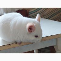 Продам шиншилу грызунчика