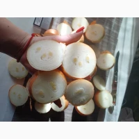 Продам лук на выгонку пера