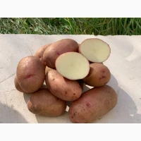 Продам насіннєву картоплю сорт Фотинія (1 репродукція)