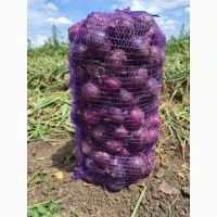Продам цибулю