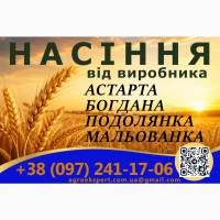Елітне насіння озимої пшениці 2026 року від виробника