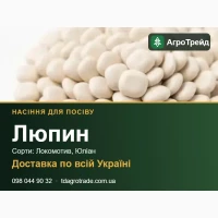 Продам насіння люпину - Локомотив, Юліан