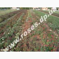 Саженцы роз, плетистые, бордюрные, парковые и штамбовые розы