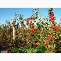 Продам подвой яблони М-9(карлик) дешево