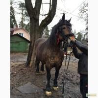 Продам Кобылу тяжеловоз