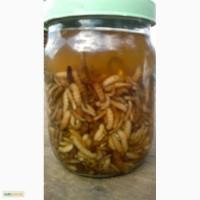 Продам личинки воскової молі