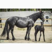 Фриз кобыла Линда