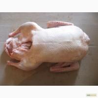 Куплю тушки мускусной утки