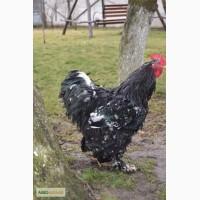 Інкубаційні яйця курячі