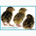 Эксклюзивные перепела, суточные и молодняк