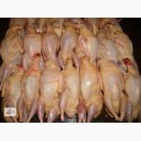 Продам домашнее мясо бройлерного перепела
