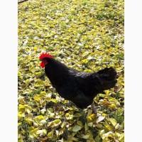 Инкубационное яйцо кур Джерсийский гигант