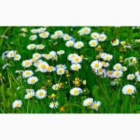 Куплю цвіт стокротки багаторічної