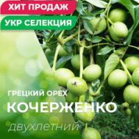 Продам Грецкий орех, сорт Кочерженко