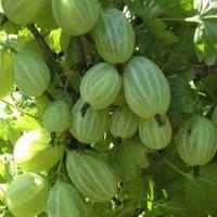 Двохрічні садженці агрусу Зелений дощ