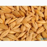 Семена ячменя ASPEN канадский трансгенный сорт ячменя двуручки насіння ячменя