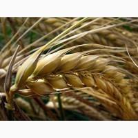 Семена ячменя ASPEN канадский трансгенный сорт ячменя двуручки насіння ячменя