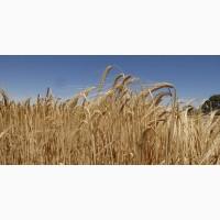 Семена ячменя ASPEN канадский трансгенный сорт ячменя двуручки насіння ячменя