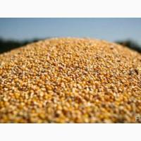 Закупляєм кукурудзу подрібнену(крупку), побічний продукт кукурудзи