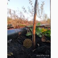 Виргинская хурма (сеянцы)