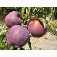 Яблоня Вильямс Прайд