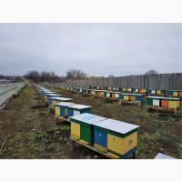 Продам бджолопакети